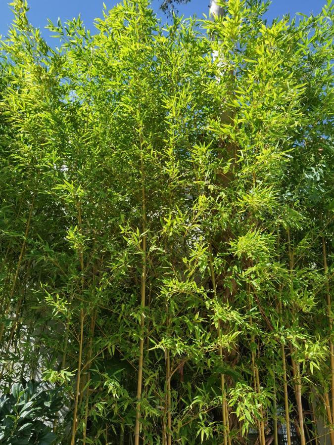 Pine And Lime